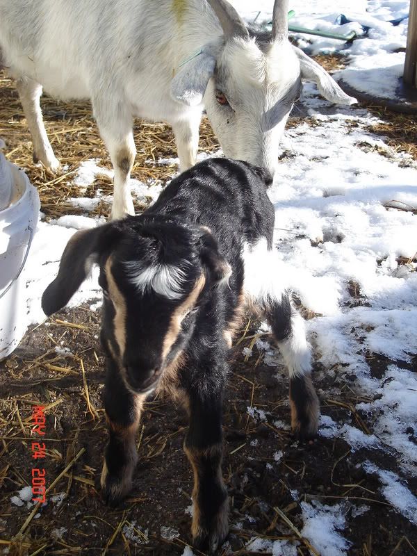 Look what we found this AM! - Goats