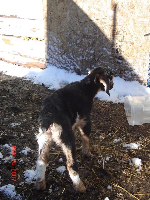 Look what we found this AM! - Goats