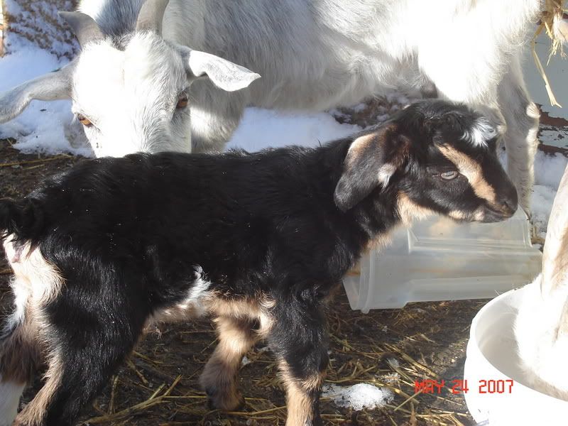 Look what we found this AM! - Goats