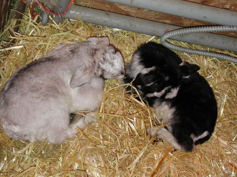 A word for all you new goat parents - Goats