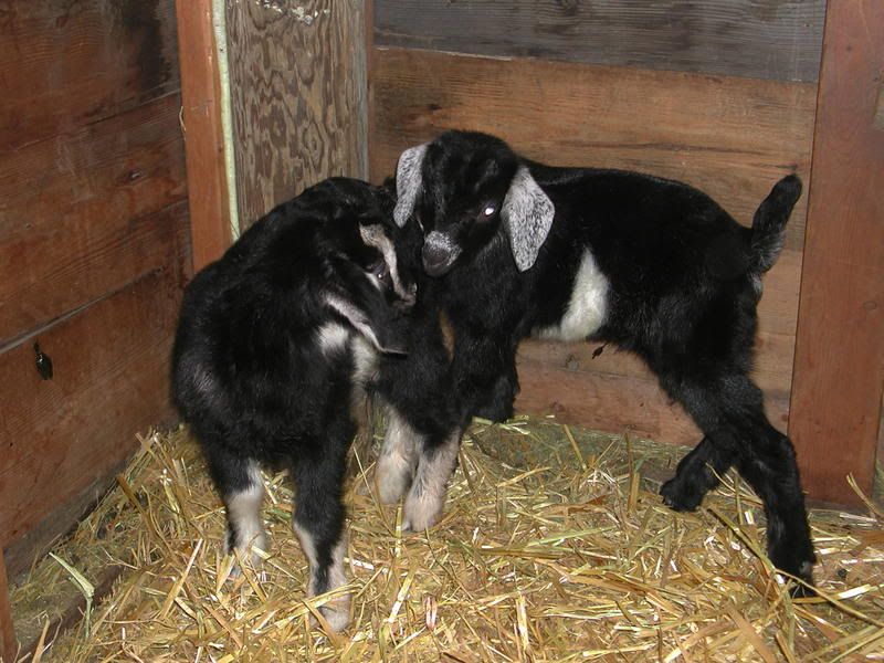 A word for all you new goat parents - Goats