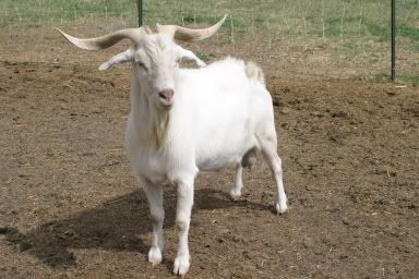What breed of domestic goat... - Goats