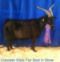 Showmanship Questions - 4H/FFA Corner
