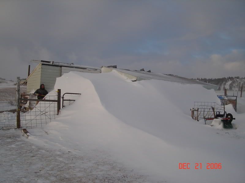 We are in a snow storm - Goats