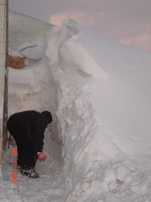 We are in a snow storm - Goats