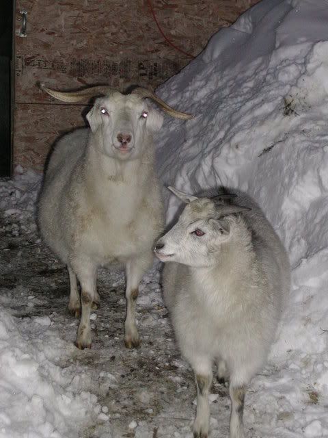 photo contest - Goats