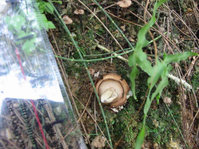 ) fungus姑菌- (