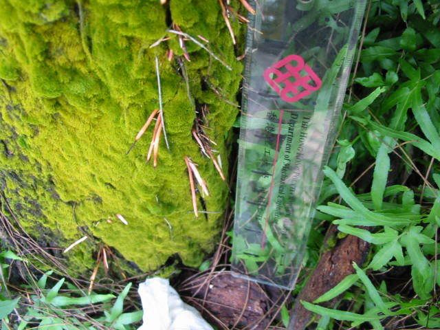 ) fungus姑菌- (