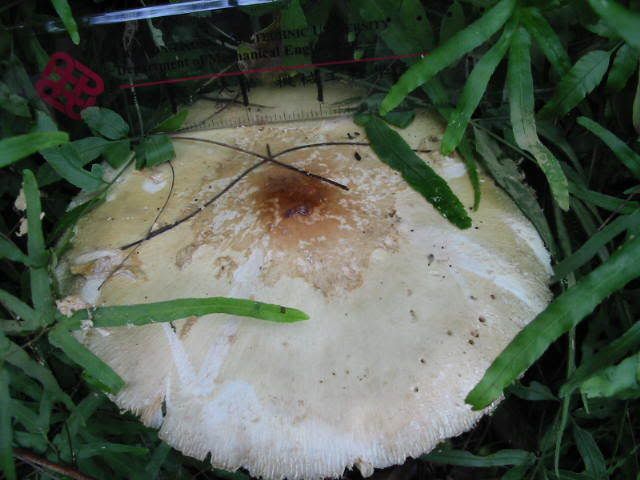 ) fungus姑菌- (