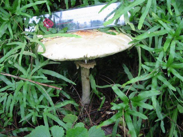 ) fungus姑菌- (