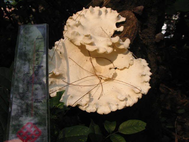 ) fungus姑菌- (