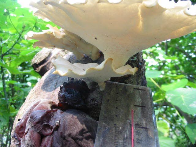 ) fungus姑菌- (