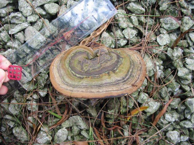 ) fungus姑菌- (