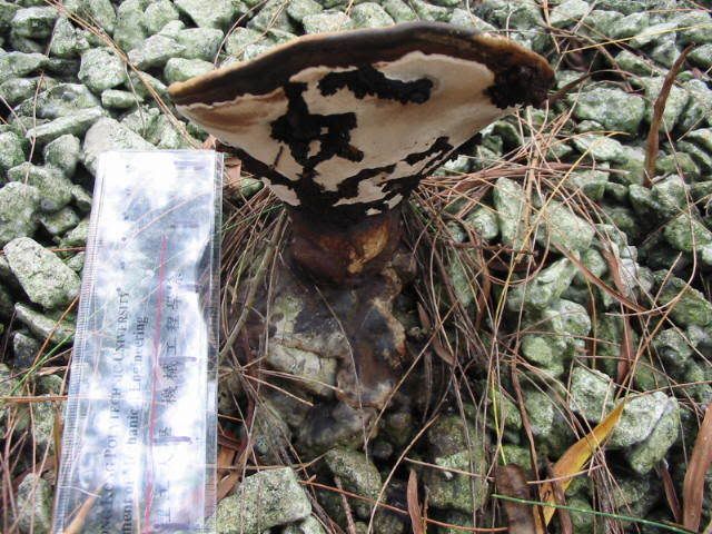 ) fungus姑菌- (