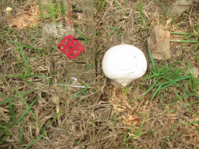 ) fungus姑菌-馬勃 (