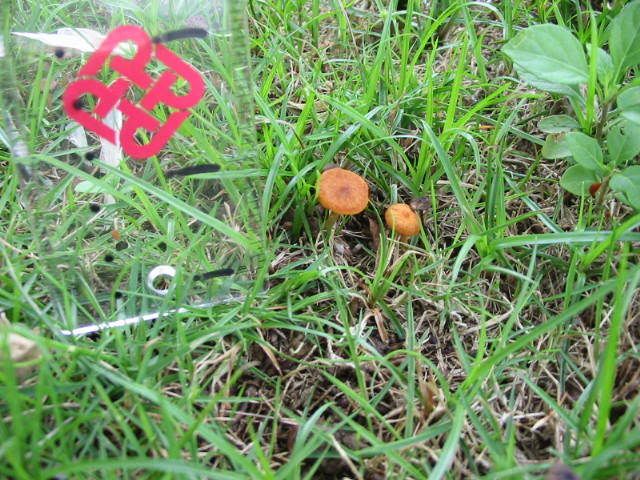 ) fungus姑菌- (