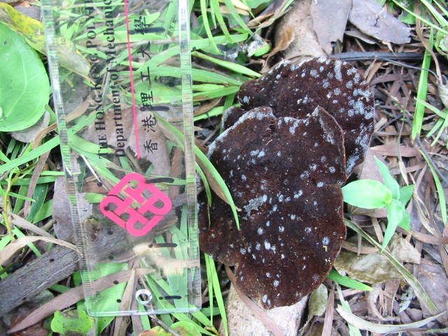 ) fungus姑菌- (