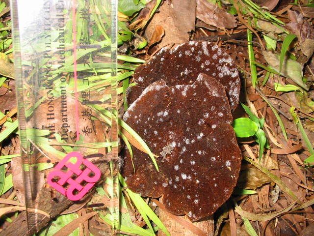 ) fungus姑菌- (