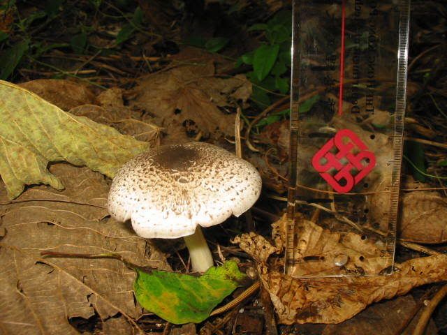) fungus姑菌- (