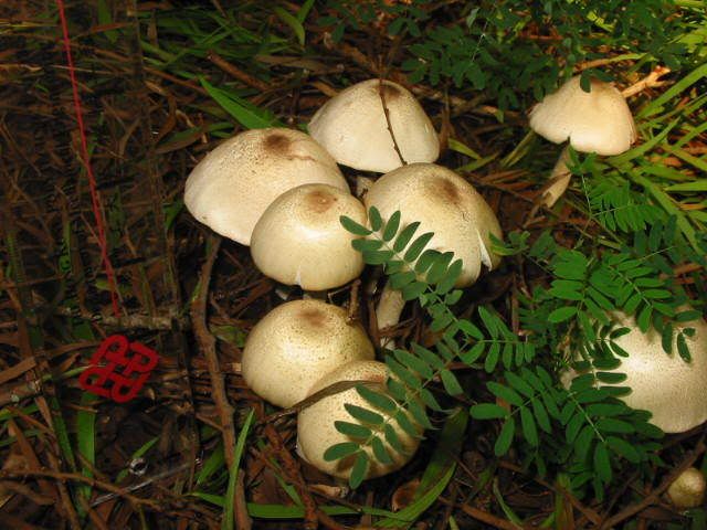 ) fungus姑菌- (