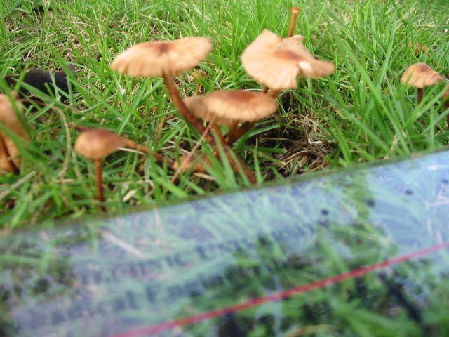 ) fungus姑菌- (