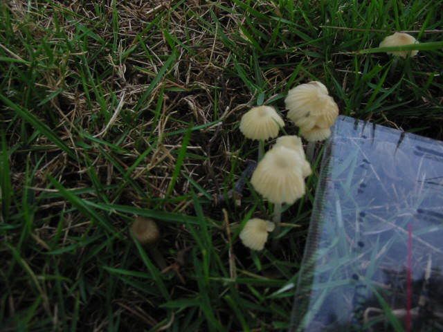 ) fungus姑菌- 鬼傘 (