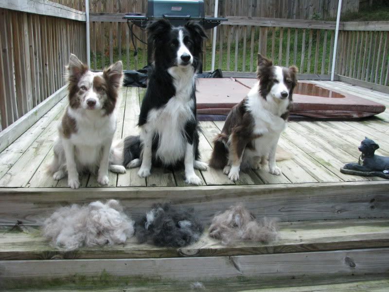 Do Collies Shed A Lot do border collies shed the s border collie Do Collies Shed A Lot do border collies shed the s border collie