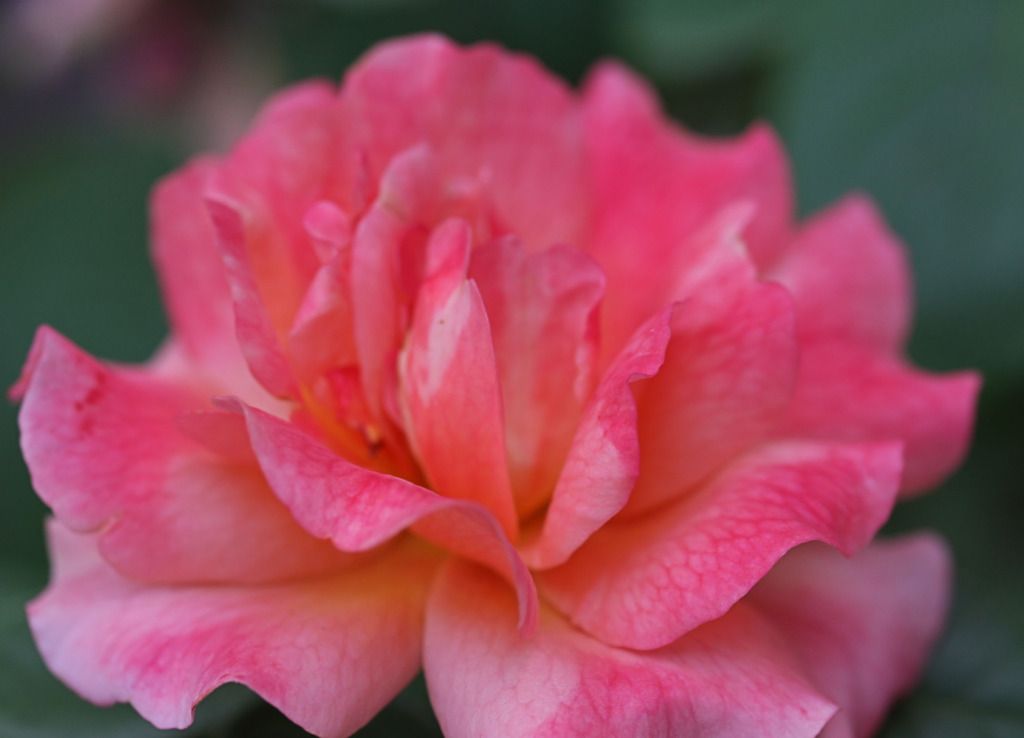 IMAGE: http://i36.photobucket.com/albums/e28/dhayling/IMG_0928.jpg