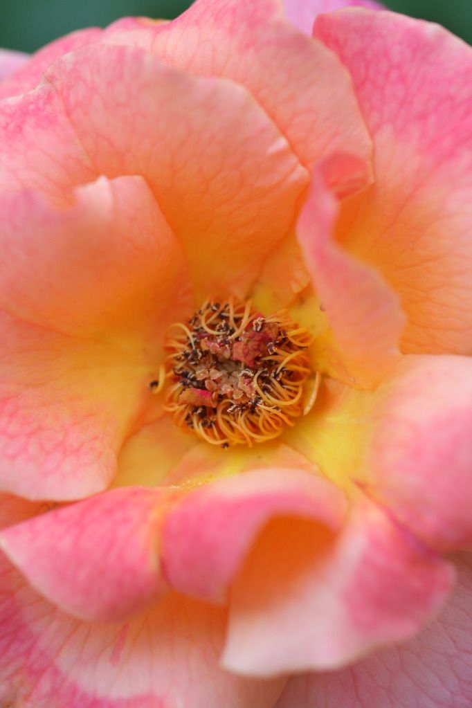 IMAGE: http://i36.photobucket.com/albums/e28/dhayling/IMG_0929.jpg