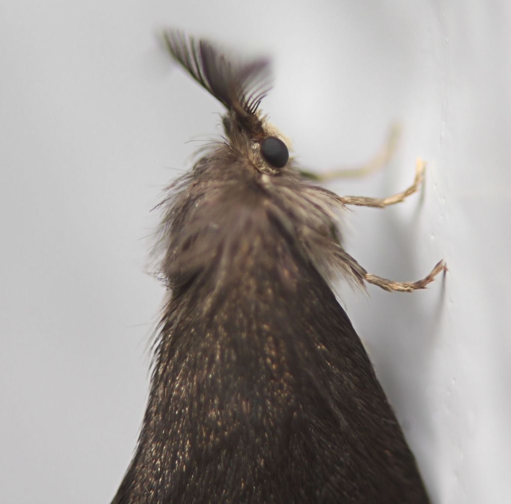 IMAGE: http://i36.photobucket.com/albums/e28/dhayling/IMG_0969.jpg