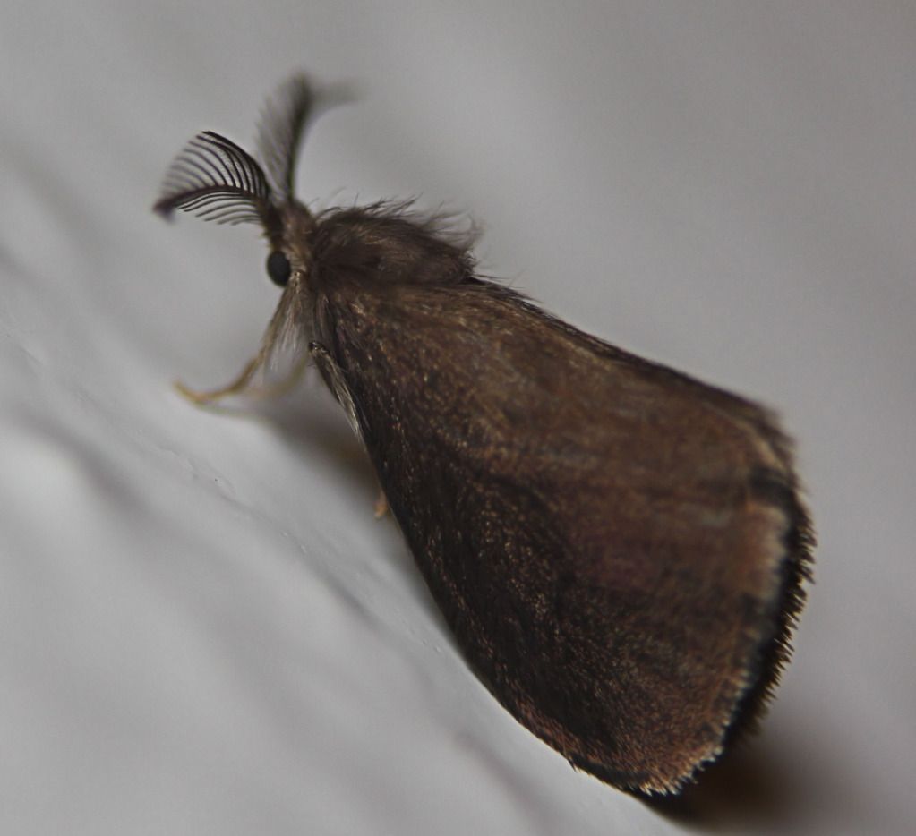 IMAGE: http://i36.photobucket.com/albums/e28/dhayling/IMG_0980.jpg