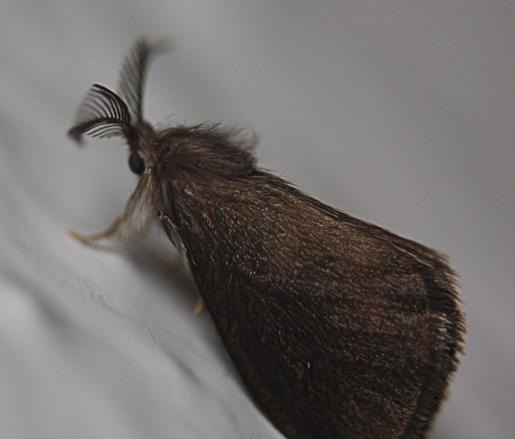 IMAGE: http://i36.photobucket.com/albums/e28/dhayling/IMG_0981.jpg