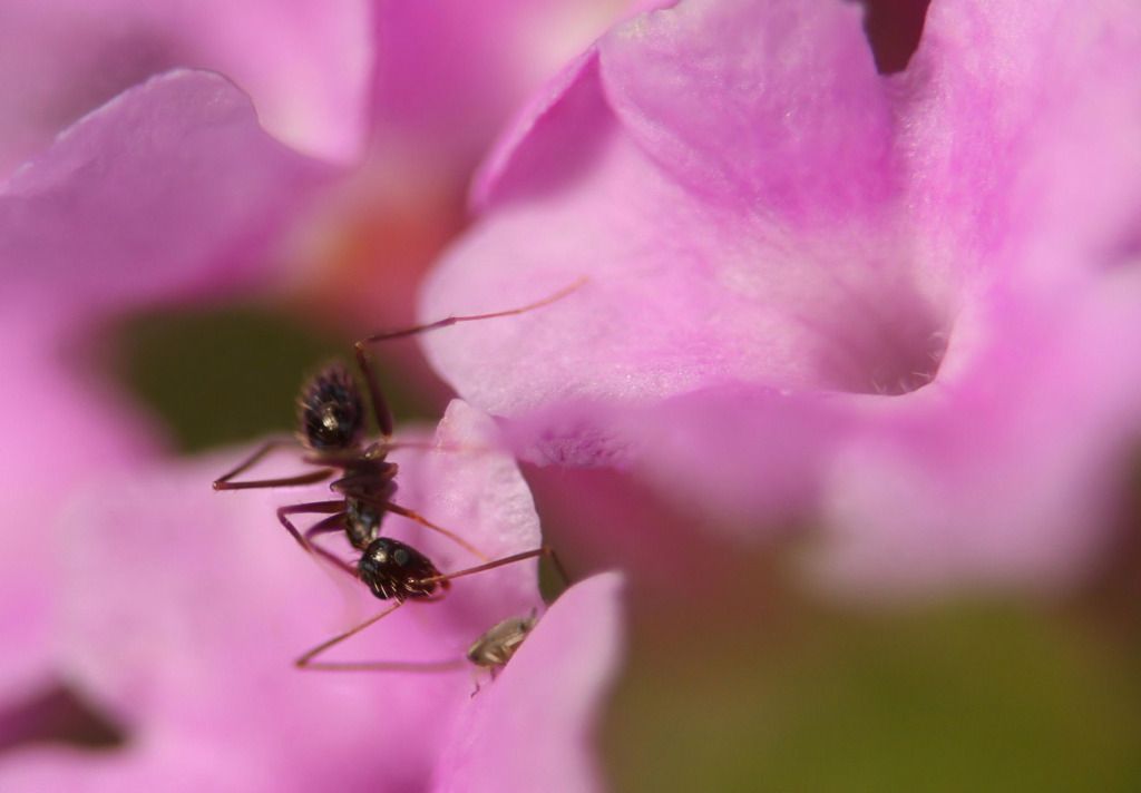 IMAGE: http://i36.photobucket.com/albums/e28/dhayling/Macro%20Images/Ant_aphid_2stack_pp.jpg