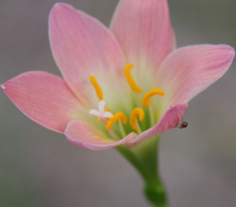 IMAGE: http://i36.photobucket.com/albums/e28/dhayling/Macro%20Images/AugustFlowerBug.jpg