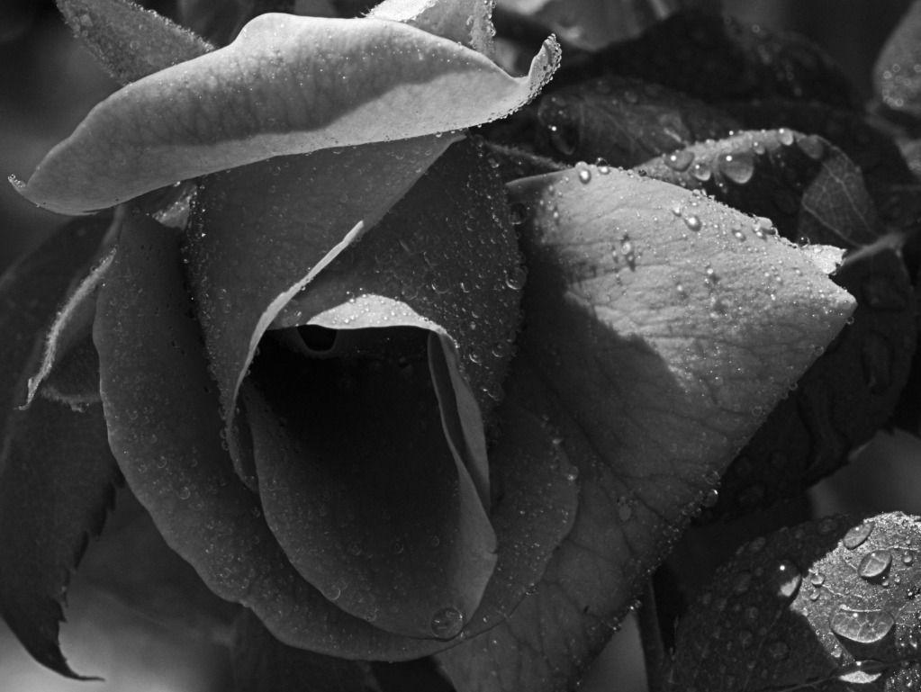 IMAGE: http://i36.photobucket.com/albums/e28/dhayling/Macro%20Images/B_WRoseDrops2-Copy.jpg