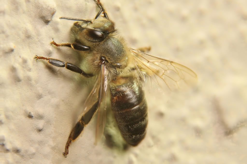 IMAGE: http://i36.photobucket.com/albums/e28/dhayling/Macro%20Images/Beeretouched-1.jpg