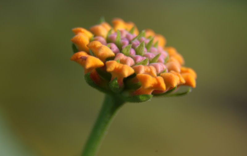 IMAGE: http://i36.photobucket.com/albums/e28/dhayling/Macro%20Images/Blosom.jpg