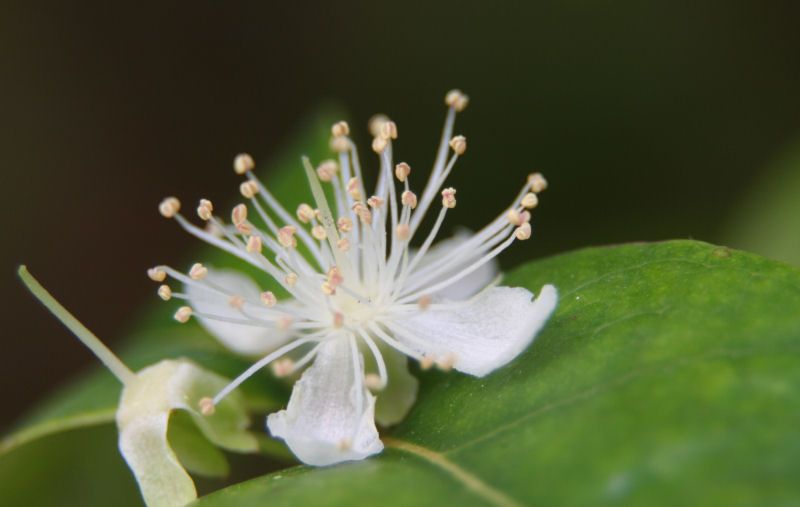 IMAGE: http://i36.photobucket.com/albums/e28/dhayling/Macro%20Images/ChineseCherryBlossom.jpg