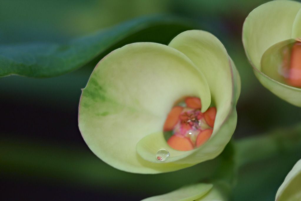 IMAGE: http://i36.photobucket.com/albums/e28/dhayling/Macro%20Images/CrownDroplet_lownoise.jpg