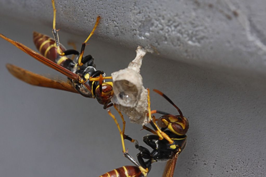 IMAGE: http://i36.photobucket.com/albums/e28/dhayling/Macro%20Images/DosWasps.jpg