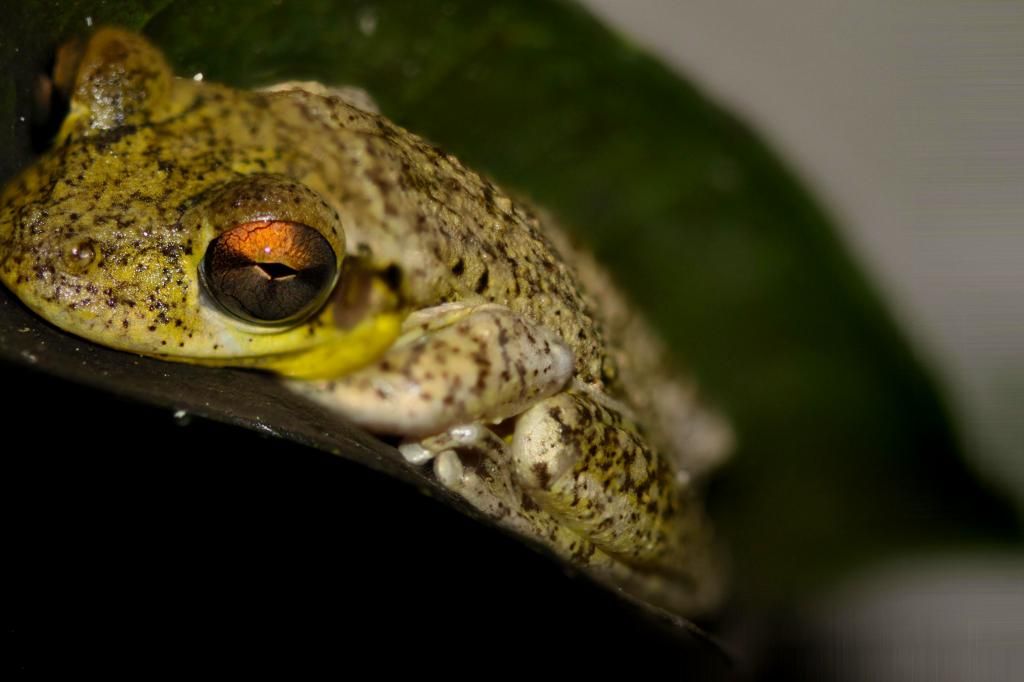 IMAGE: http://i36.photobucket.com/albums/e28/dhayling/Macro%20Images/FroggiePS_zps226a8e54.jpg