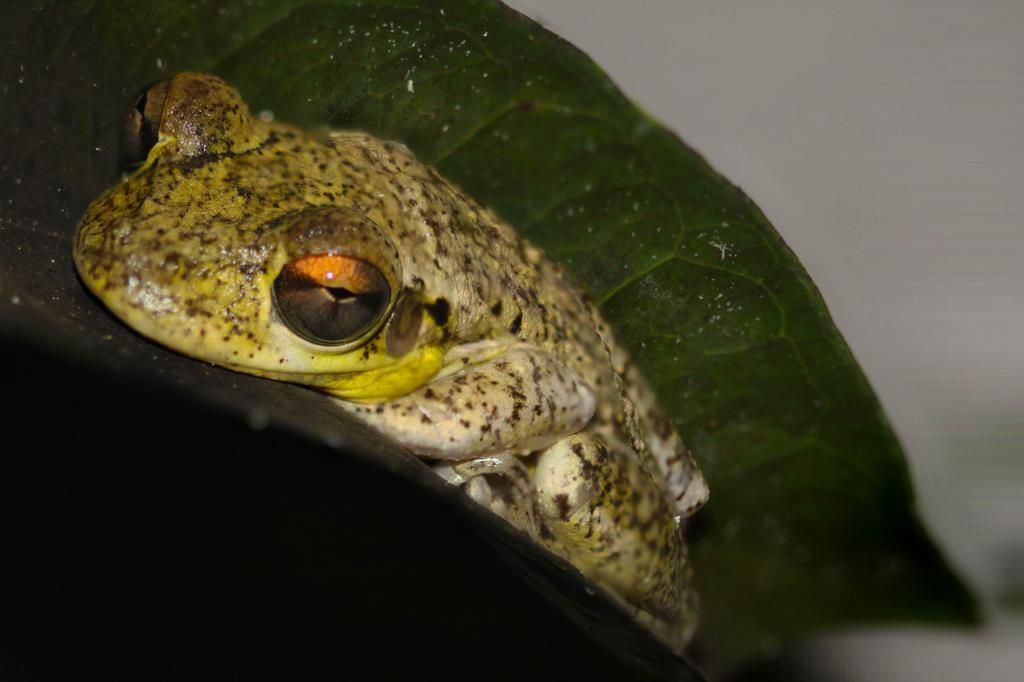 IMAGE: http://i36.photobucket.com/albums/e28/dhayling/Macro%20Images/FroggyPS_zps94f13655.jpg