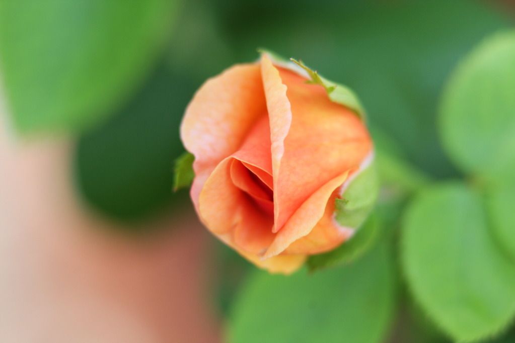 IMAGE: http://i36.photobucket.com/albums/e28/dhayling/Macro%20Images/IMG_0378.jpg