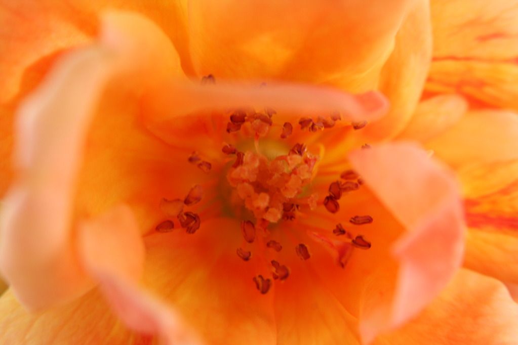 IMAGE: http://i36.photobucket.com/albums/e28/dhayling/Macro%20Images/IMG_0379.jpg