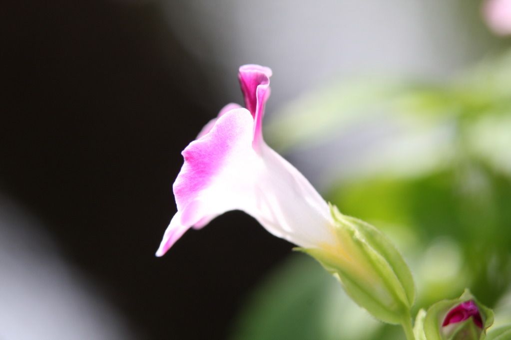 IMAGE: http://i36.photobucket.com/albums/e28/dhayling/Macro%20Images/IMG_0384.jpg