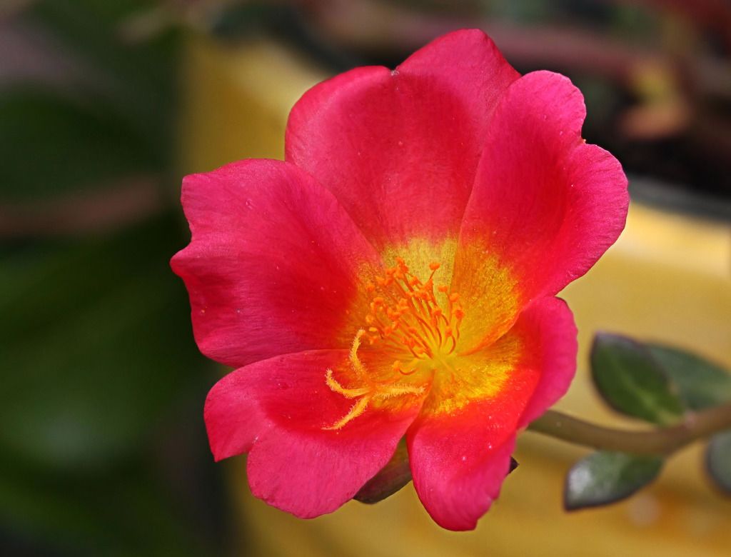 IMAGE: http://i36.photobucket.com/albums/e28/dhayling/Macro%20Images/Porchulaca_lownoise.jpg