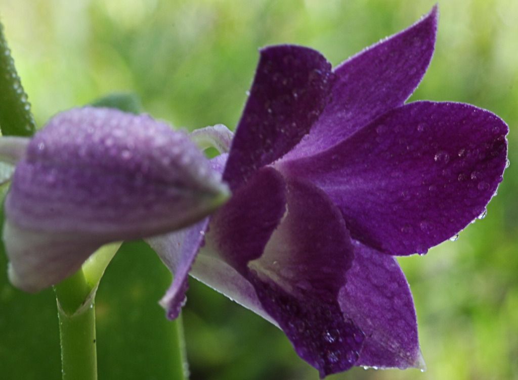 IMAGE: http://i36.photobucket.com/albums/e28/dhayling/Macro%20Images/PurpleOrchidDrops1-Copy.jpg