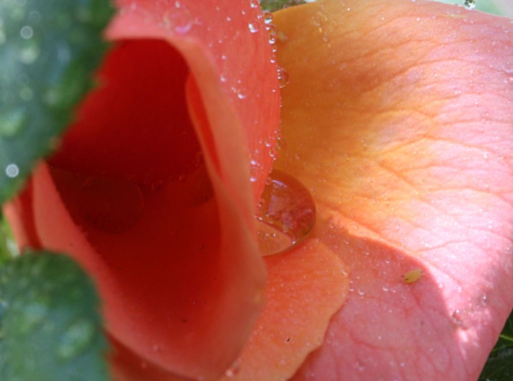 IMAGE: http://i36.photobucket.com/albums/e28/dhayling/Macro%20Images/RoseDrops-Copy.jpg