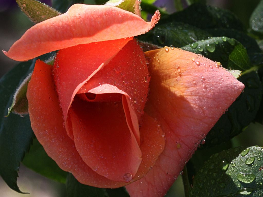 IMAGE: http://i36.photobucket.com/albums/e28/dhayling/Macro%20Images/RoseDrops2-Copy.jpg