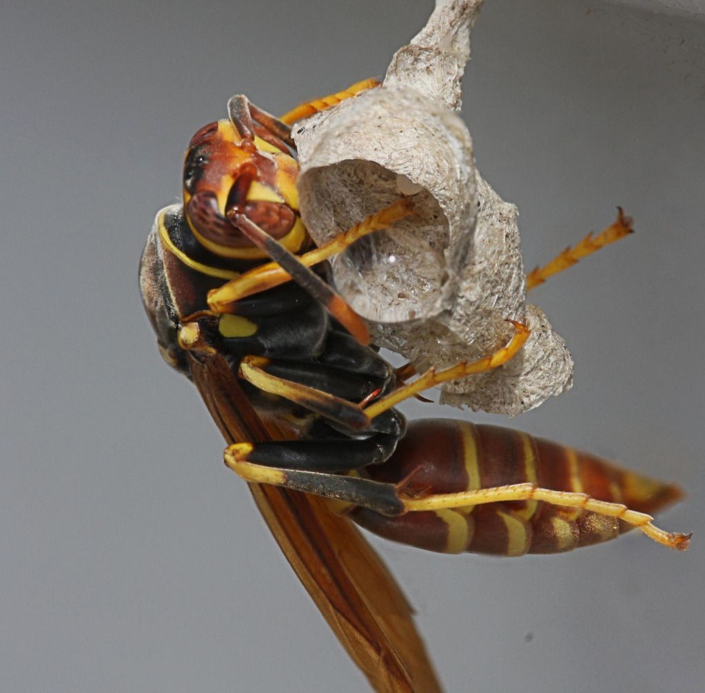 IMAGE: http://i36.photobucket.com/albums/e28/dhayling/Macro%20Images/Wasp2_5Stack.jpg
